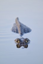 A caiman glides calmly in the water, directly towards the camera, Yacare caiman (Caiman yacare,