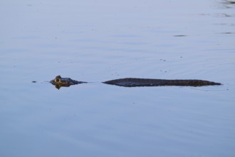 A caiman swimming in calm water with only its head and back visible, Yacare caiman (Caiman yacare,