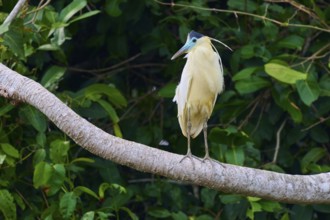 A bird sits quietly on a branch, surrounded by dense green leaves that create a peaceful