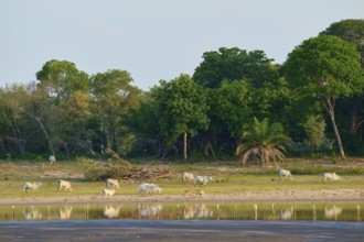 Herd of cattle on the lakeside against a lush backdrop of trees with clear skies and reflecting