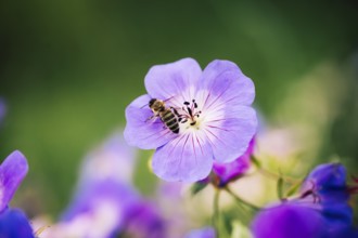 Bee (Apidae), bee on violet flower, close-up with shallow depth of field and soft light, Schillig,