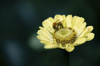 Bee (Apidae) on small yellow flower, close-up with blurred background in soft, warm light,