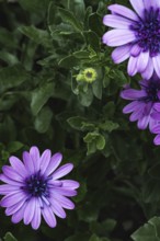 Cape basket (Osteospermum) purple flowers and bud between green foliage in soft light, Dortmund,