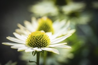White Coneflower (Echinacea purpurea) white petals with green, spiky flower cone in close-up in