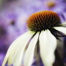 Echinacea close-up of the orange-brown flower cone with white petals against a violet, softly