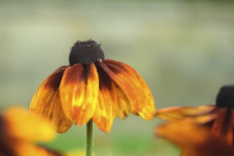 Rudbeckia hirta, single flower with orange-yellow, slightly drooping petals and dark flower centre