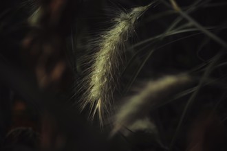 Grasses (Poaceae) detailed close-up of a filigree, hairy spike with fine water droplets in soft,