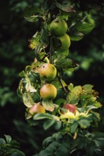 Apple (Malus domestica), several green-reddish apples on a branch with leaves against a dark