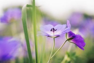 Cranesbill (Geranium sp.), atmospheric close-up of delicate purple flowers with selective sharpness
