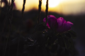 Potato rose (Rosa rugosa), magenta-coloured flower in soft, warm backlighting against a blurred