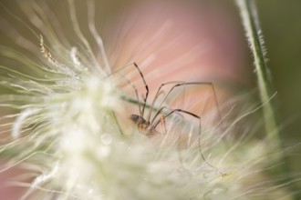 Weavers (Opiliones) fine macro shot of a long-legged arachnid between fluffy plant fibres with
