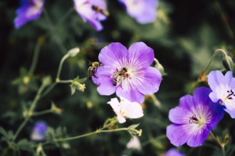 Bees (Anthophila), several adult bees on purple cranesbill flowers, atmospheric close-up with soft