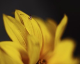 Sunflower (Helianthus annuus) detailed artistic close-up of yellow petals with small insect on one