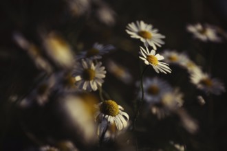 Chamomile (Matricaria sp.) artistic shot of several white flowers with yellow centre in a meadow,