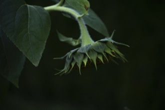 Sunflower (Helianthus annuus) closed flower bud from behind with green bracts and hairy stem in