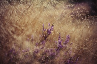 Broom heather (Calluna vulgaris) purple inflorescences between dry grass, detailed artistic nature