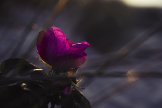 Potato rose (Rosa rugosa), single magenta-coloured blossom against the light, artistic, detailed