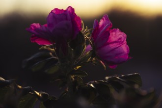Potato rose (Rosa rugosa), two strong magenta-coloured flowers against the light, artistic,