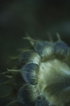 Sunflower (Helianthus annuus) detailed artistic macro shot of the green, hairy bracts and the