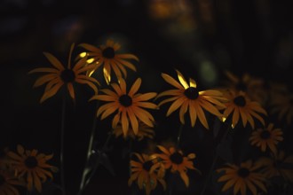 Coneflower (Rudbeckia) several yellow flowers with dark centre in front of a deep dark background,