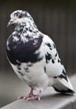 Pigeon (Columbidae) on a railing, Essen, Ruhr area, North Rhine-Westphalia, Germany