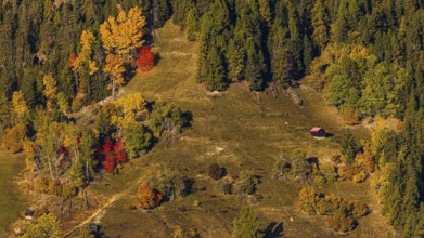 Steep alpine meadow with trees in autumn color, Val d'Anniviers, Valais Alps, Canton of Valais,
