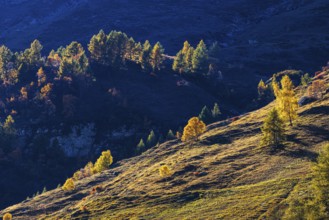 Alpine meadows with trees in autumn colors, near Zinal, Val d'Anniviers, Valais Alps, Canton of