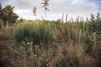 Lush vegetation with tall grasses and isolated trees under cloudy sky, Siegen Siegerland