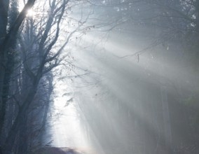 A foggy forest in shades of blue, cool rays of sunshine, light, autumn atmosphere, path, flooded