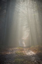 Forest trail with gentle incoming sunlight disappears in the distance into fog, calm, quiet