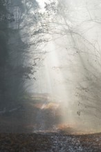 A foggy forest trail with gently falling sunlight, calm and hazy atmosphere, glowing sunrays, light