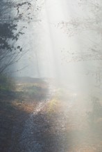 Forest trail with gentle incoming sunlight disappears in fog, calm, quiet atmosphere, glowing