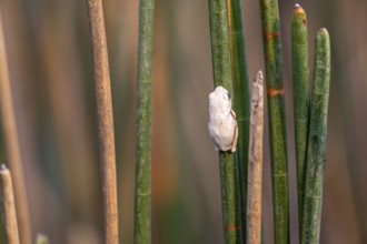 Marble reed frog (Hyperolius marmoratus), white frog sitting on a papyrus, Xakanaxa Lagoon,