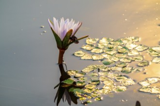 Water Lily, Xakanaxa Lagoon, Okavango Delta, Moremi Game Reserve, Botswana