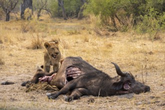 Kill, lion (Panthera leo) eating buffalo Xakanaxa, Moremi Game Reserve, Botswana