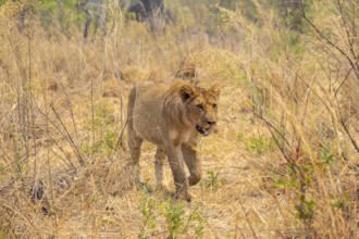 Lion (Panthera leo) Xakanaxa, Moremi Game Reserve, Botswana