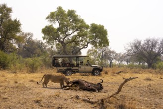 Safari car with tourists, kill, lion (Panthera leo) eating buffalo Xakanaxa, Moremi Game Reserve,