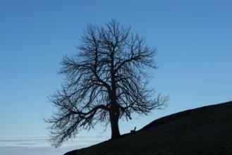 A single standing chestnut tree (Castanea) in late autumn, including an empty bench, Dietersbachtal