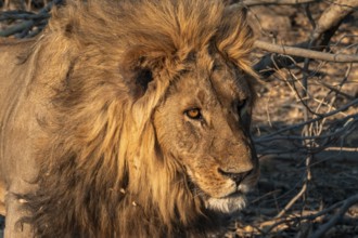 Maned lion, lion (Panthera leo), Savuti, Chobe National Park, Botswana