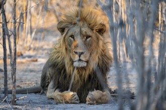 Maned lion, lion (Panthera leo) lies, Savuti, Chobe National Park, Botswana