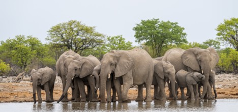 Herd of animals, animal family with young, African elephant (Loxodonta africana) drinking at a