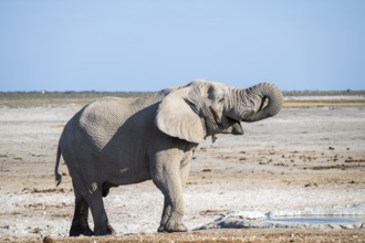 Lone African elephant (Loxodonta africana) drinking at a waterhole, Etosha National Park, Namibia