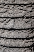 Detail, skin on trunk, African elephant (Loxodonta africana), Etosha National Park, Namibia