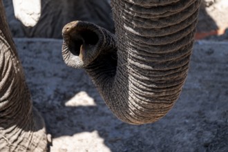 Detail, trunk, African elephant (Loxodonta africana), Etosha National Park, Namibia