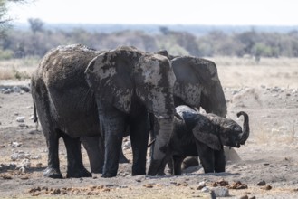 Herd of animals, animal family with young animal dusting themselves, skin care with dust, African