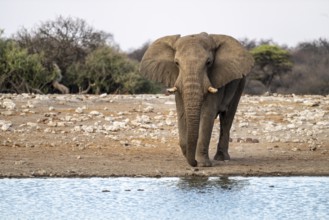 African elephant (Loxodonta africana), Etosha National Park, Namibia