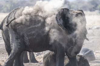 African elephant (Loxodonta africana) dusting itself, skin care with dust, Etosha National Park,