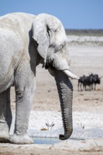 Lone African elephant (Loxodonta africana) drinking at a waterhole, Etosha National Park, Namibia