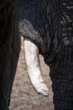 Detail, tusk, African elephant (Loxodonta africana), Etosha National Park, Namibia