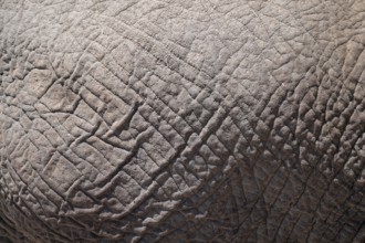 Detail, skin, African elephant (Loxodonta africana), Etosha National Park, Namibia